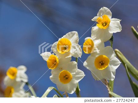 水仙開花與後邊藍天的綻放 水仙開花與後邊藍天的綻放 27724247