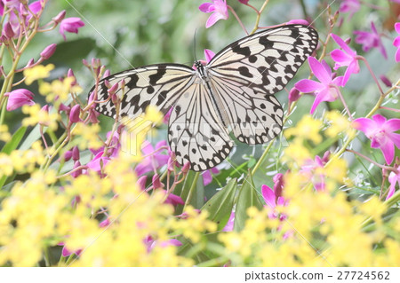 Butterfly in flower garden 27724562