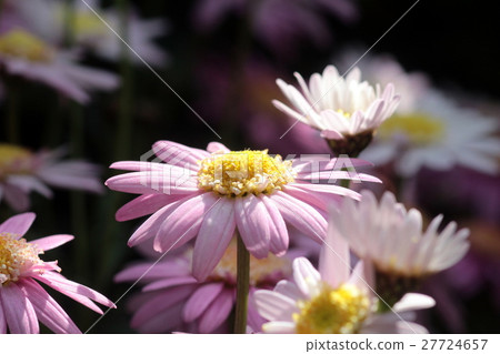 Pink flowers 27724657