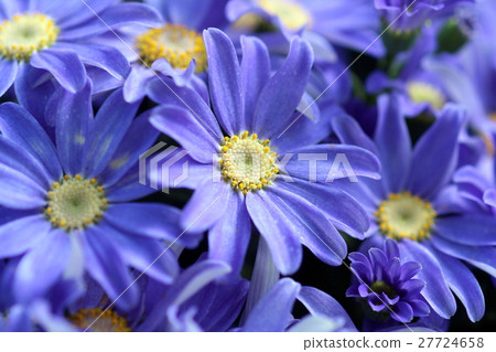 Blue cineraria 27724658