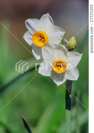 水仙花 水仙花 27725205