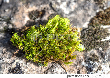 Close-up of beautiful moss Close-up of beautiful moss 27725369