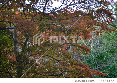 鎌倉Genkisan公園的照片 27725372
