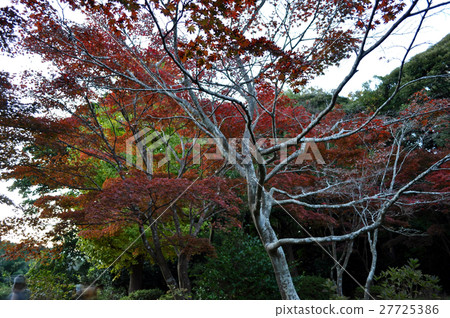 鎌倉Genkisan公園的照片 鎌倉Genkisan公園的照片 27725386