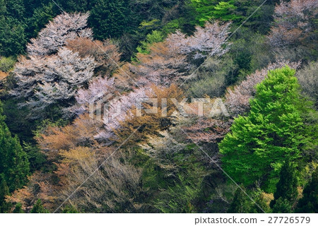 Yamazakura (Yogo Town · Ryugaya) 27726579