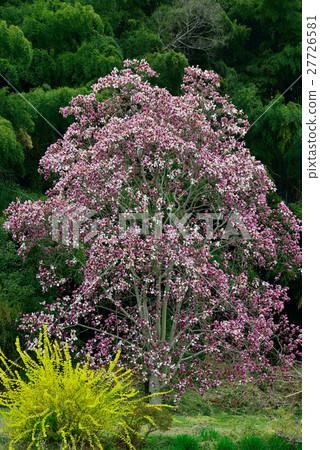 Magnolia (Ogawamachi, Saitama Prefecture) 27726581