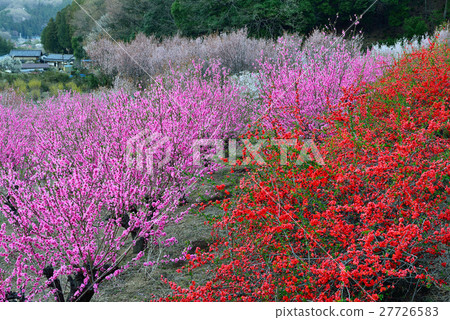 Ohana (Ogawamachi) Ohana (Ogawamachi) 27726583