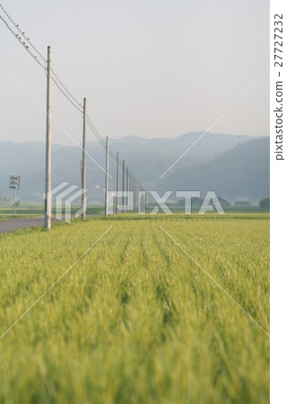 Road of rain ear of a fog and telephone pole 27727232