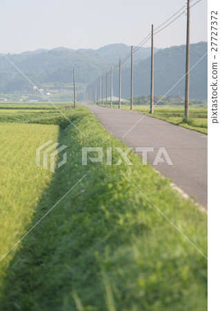 Road of rain ear of a fog and telephone pole 27727372