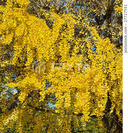 Autumn scenery with many trees at city park Autumn scenery with many trees at city park 27727591