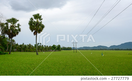 Landscape of countryside in Mekong Delta, Vietnam Landscape of countryside in Mekong Delta, Vietnam 27727779