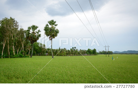 Landscape of countryside in Mekong Delta, Vietnam Landscape of countryside in Mekong Delta, Vietnam 27727780