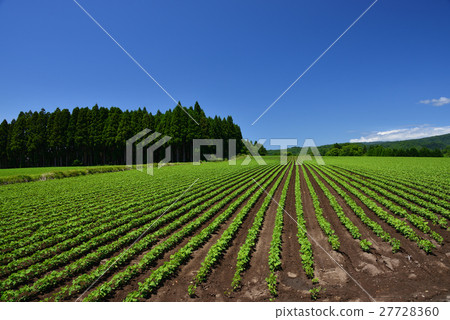 在播種後萌芽了幾天的紅豆田的土坎的風景 在播種後萌芽了幾天的紅豆田的土坎的風景 27728360