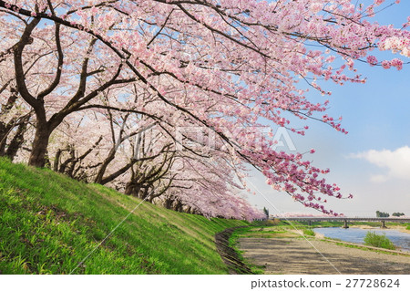 Cherry blossoms in Kakunodate 27728624