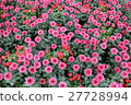 Mary gold flower carpet 27728994