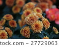 Marigold  27729063