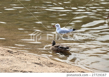 Yurikomome & Mallard: Female: Fuyuri: Osaka Prefecture Hirakata City, Milky Way Yurikomome & Mallard: Female: Fuyuri: Osaka Prefecture Hirakata City, Milky Way 27729167