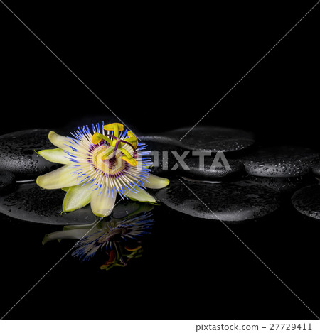 spa still life of passiflora flower on zen stones 27729411