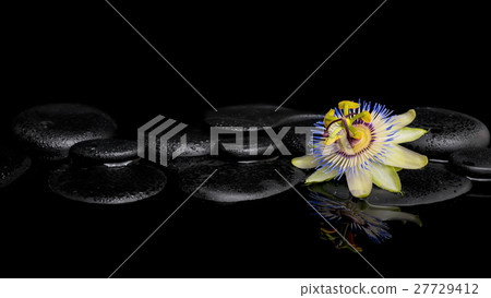 spa still life of passiflora flower on zen stones 27729412