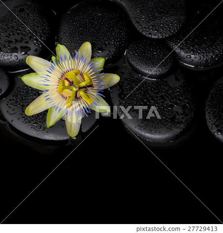 spa concept of passiflora flower on zen stones 27729413