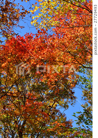 Mt. Kurikoma 27729493