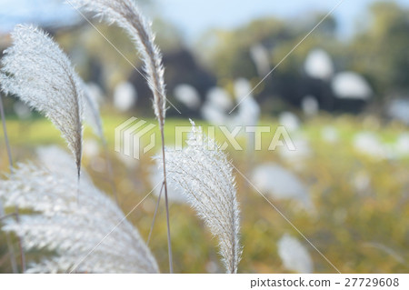 芒草 芒草 27729608