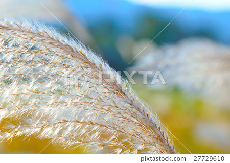 芒草 芒草 27729610