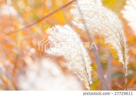 芒草 芒草 27729611
