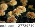 Marigold  27729730