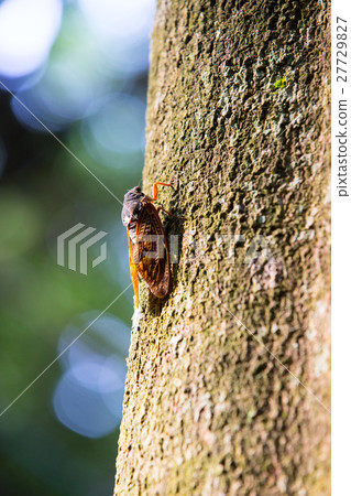 Japanese cicada found during summer time in Asian Japanese cicada found during summer time in Asian 27729827