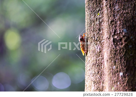 Japanese cicada found during summer time in Asian 27729828