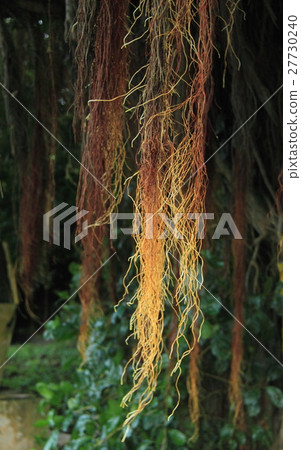 Banyan banyan Banyan banyan 27730240