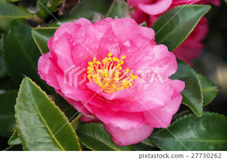 Beautiful Sasanqua Beautiful Sasanqua 27730262