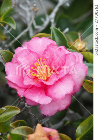 Beautiful Sasanqua Beautiful Sasanqua 27730263