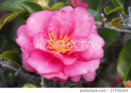 Beautiful Sasanqua Beautiful Sasanqua 27730264