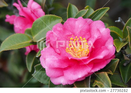 Beautiful Sasanqua Beautiful Sasanqua 27730282
