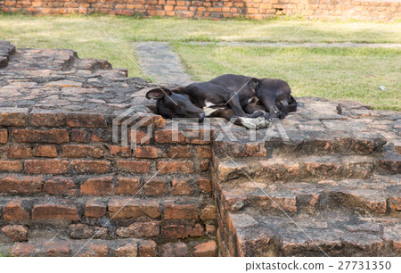 black dog lying on a brick wall black dog lying on a brick wall 27731350