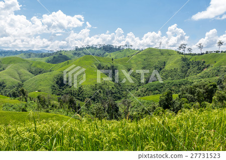 Green rice fields Green rice fields 27731523