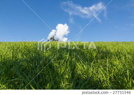 Green grass 27731546