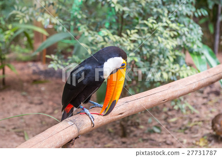 Exotic toucan brazilian bird in nature in Foz 27731787