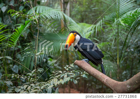 Exotic toucan brazilian bird in nature in Foz 27731868