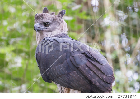 The majestic eagle harpy  bird in Brazil 27731874