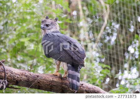 The majestic eagle harpy bird in Brazil The majestic eagle harpy bird in Brazil 27731875