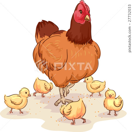 Mother Hen Looking After Chicks 27732033