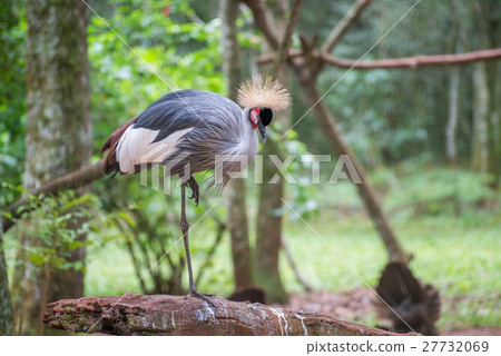 Gray Crowned Crane bird posing in Brazil 27732069