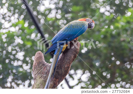Colorful of Blue and Gold Macaw aviary 27732084
