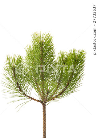 pine branch 27732637