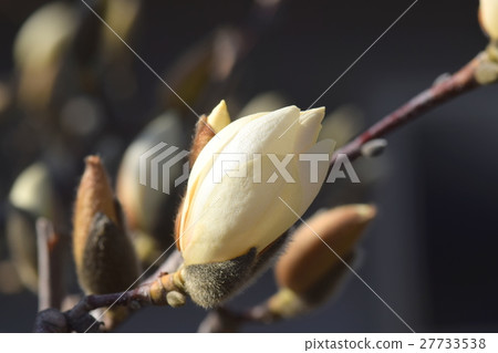 White lily lotus bud White lily lotus bud 27733538