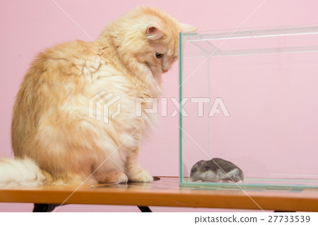 The cat looks at the aquarium hamster The cat looks at the aquarium hamster 27733539