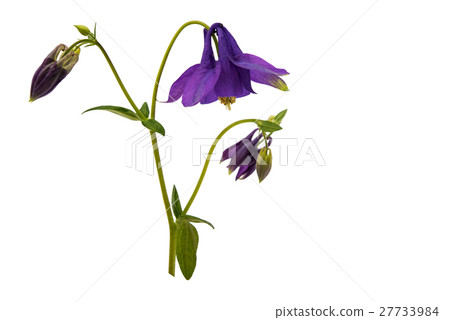 aquilegia flower isolated 27733984